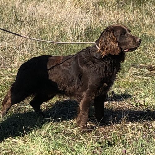 Vend 2 wachtelhund mâles, 2 ans, lof, 350 euros #1