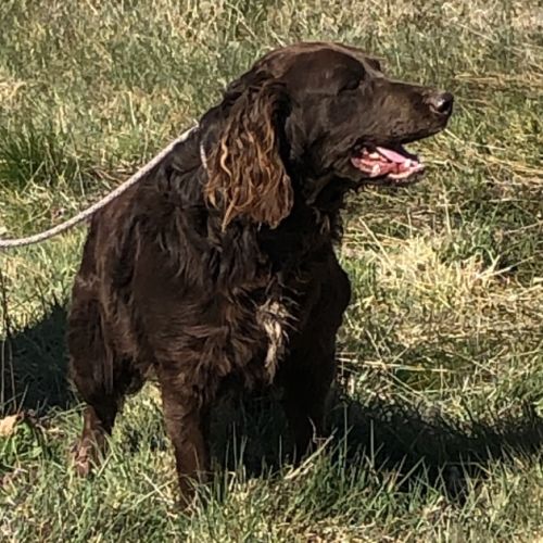 Vend 2 wachtelhund mâles, 2 ans, lof, 350 euros #2