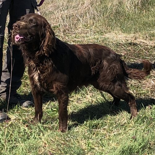 Vend 2 wachtelhund mâles, 2 ans, lof, 350 euros #3