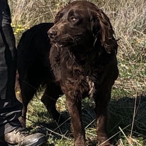 Vend 2 wachtelhund mâles, 2 ans, lof, 350 euros #4