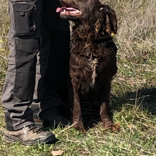 Vend 2 wachtelhund mâles, 2 ans, lof, 350 euros #0