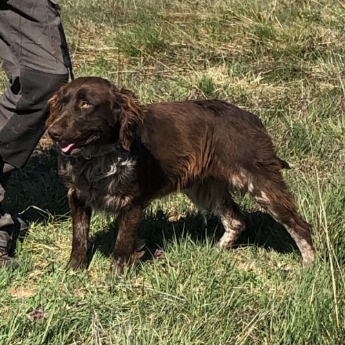 Vend 2 wachtelhund mâles, 2 ans, lof, 350 euros #6