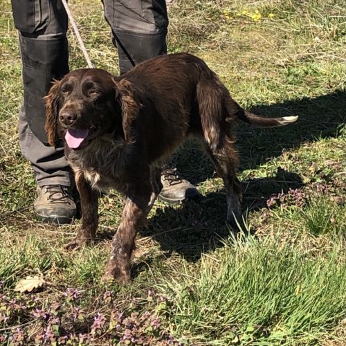 Vend 2 wachtelhund mâles, 2 ans, lof, 350 euros #8