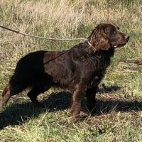 Vend 2 wachtelhund mâles, 2 ans, lof, 350 euros #1