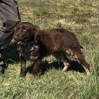 Vend 2 wachtelhund mâles, 2 ans, lof, 350 euros #6