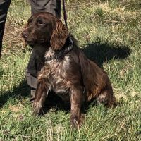 Vend 2 wachtelhund mâles, 2 ans, lof, 350 euros #7