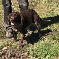 Vend 2 wachtelhund mâles, 2 ans, lof, 350 euros #8