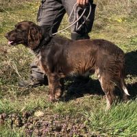 Vend 2 wachtelhund mâles, 2 ans, lof, 350 euros #9