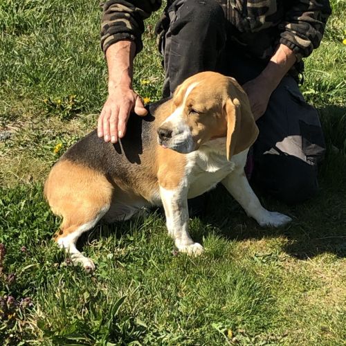 Vend 2 beagles mâles, 1 an, lof, 350 euros #2