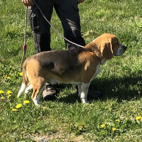 Vend 2 beagles mâles, 1 an, lof, 350 euros #3