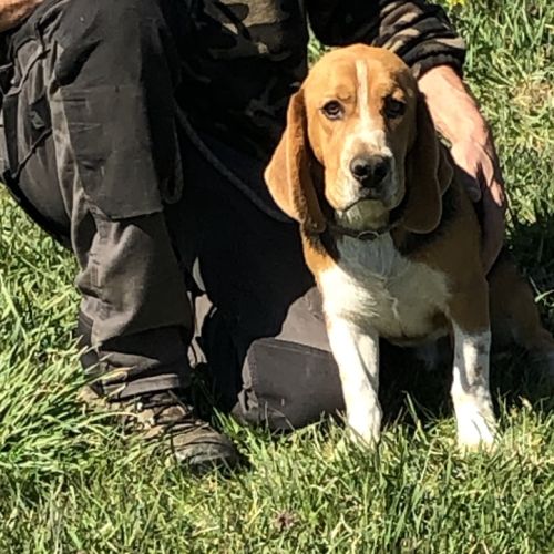 Vend 2 beagles mâles, 1 an, lof, 350 euros #6