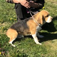 Vend 2 beagles mâles, 1 an, lof, 350 euros #1
