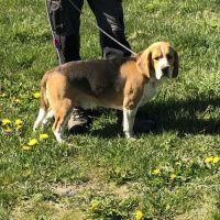 Vend 2 beagles mâles, 1 an, lof, 350 euros #4