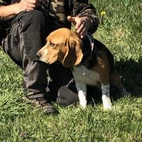 Vend 2 beagles mâles, 1 an, lof, 350 euros #5