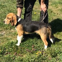 Vend 2 beagles mâles, 1 an, lof, 350 euros