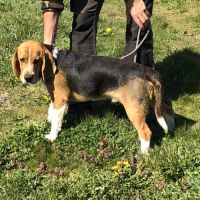 Vend 2 beagles mâles, 1 an, lof, 350 euros #8