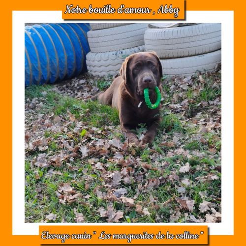 Chiots labradors retrievers chocolats lof #2