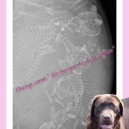 Chiots labradors retrievers chocolats lof #3