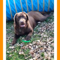 Chiots labradors retrievers chocolats lof #1