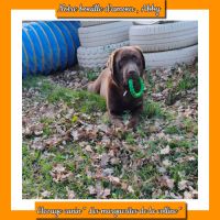 Chiots labradors retrievers chocolats lof #2