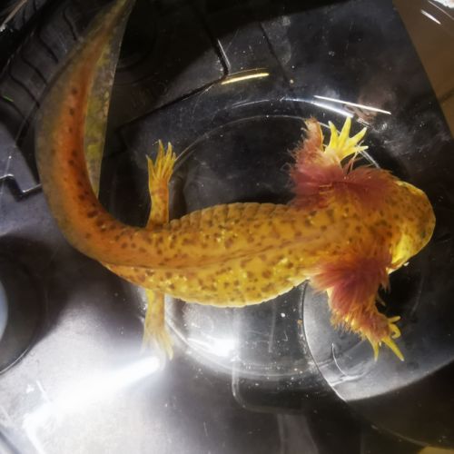 Axolotl copper