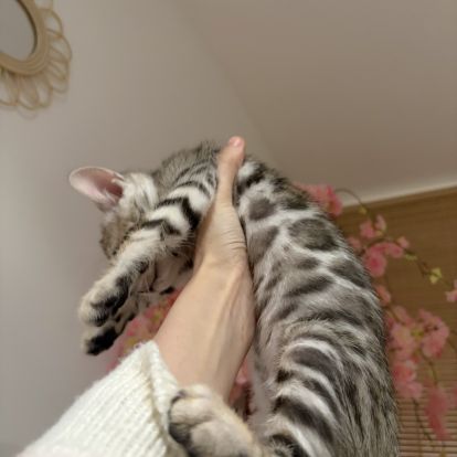 Chatons bengal à vendre #2