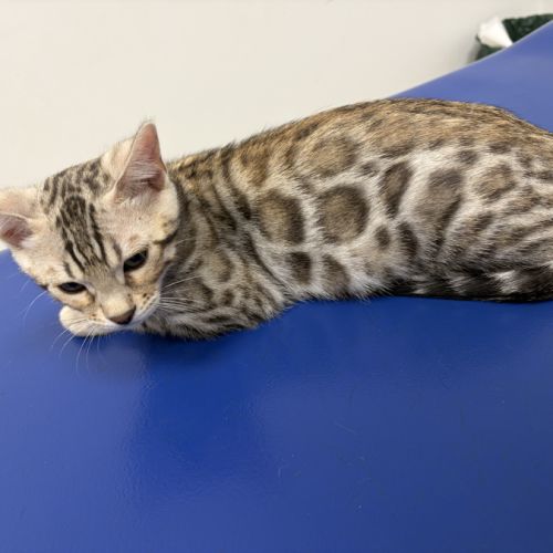 Chatons bengal à vendre #5