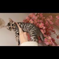 Chatons bengal à vendre #0