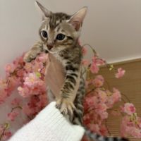 Chatons bengal à vendre #3