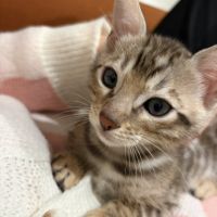 Chatons bengal à vendre #4