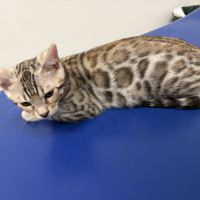 Chatons bengal à vendre #5
