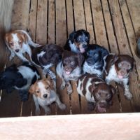 Chiots epagneul breton