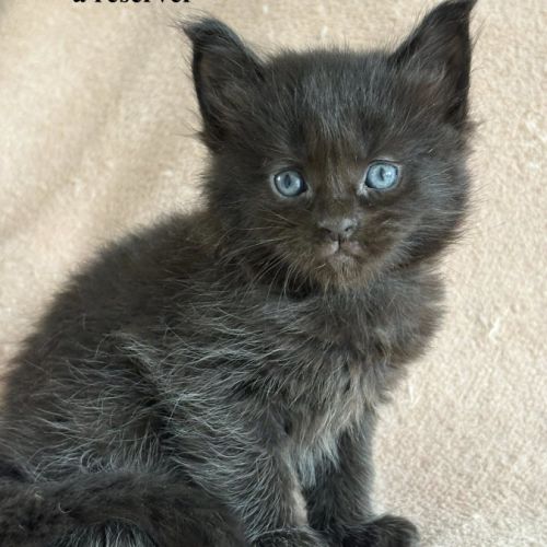 Chatons maine coon #3