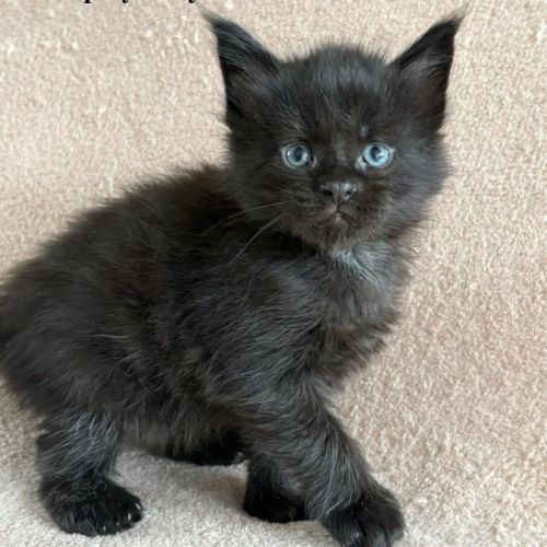 Chatons maine coon #0