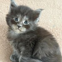 Chatons maine coon #1