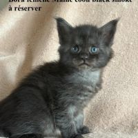 Chatons maine coon #2
