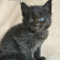 Chatons maine coon #3