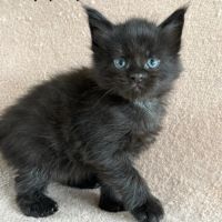 Chatons maine coon