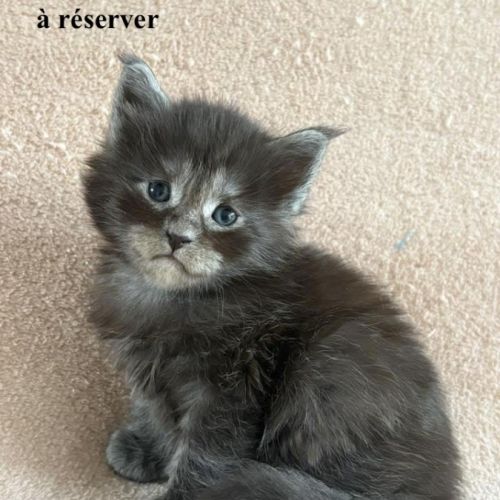 Chatons maine coon loof