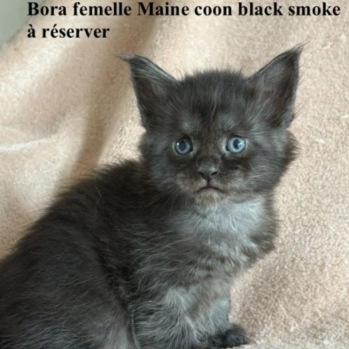 Chatons maine coon loof #2