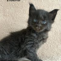 Chatons maine coon loof #3