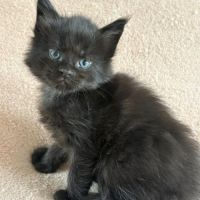 Chatons maine coon loof #4