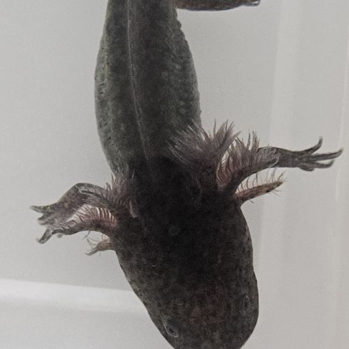 Axolotls leucistiques et sauvages #1