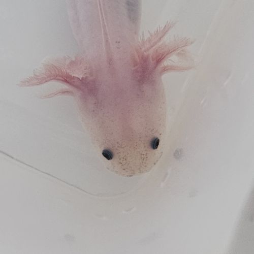 Axolotls leucistiques et sauvages #2