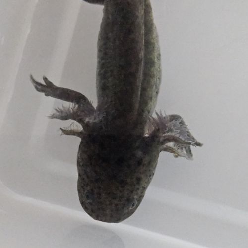 Axolotls leucistiques et sauvages #3