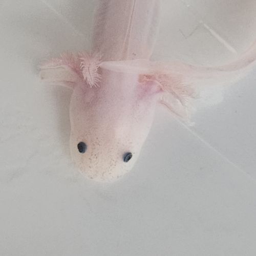 Axolotls leucistiques et sauvages