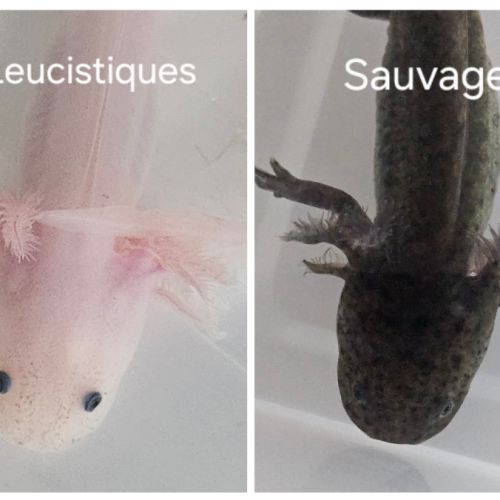 Axolotls leucistiques et sauvages #5