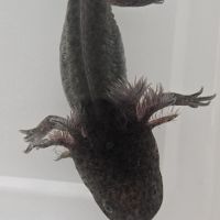 Axolotls leucistiques et sauvages #1