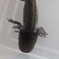 Axolotls leucistiques et sauvages #3