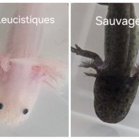 Axolotls leucistiques et sauvages #5